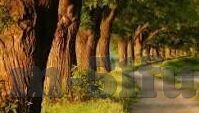 青草视频在线观看麻豆-青草视频——解锁线上娱乐的新篇章